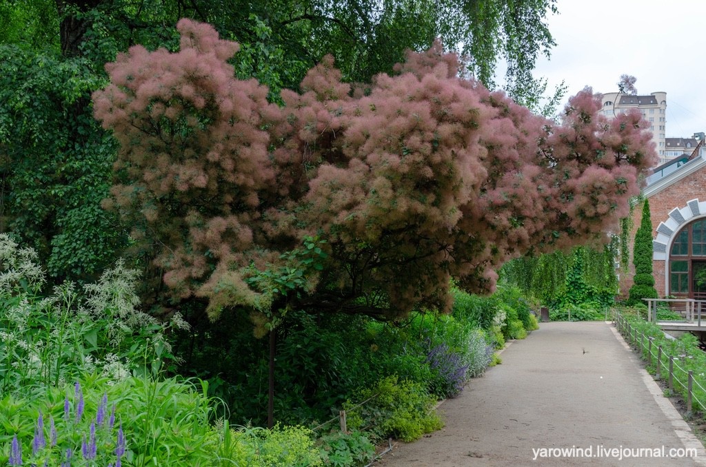 Скупмия кожевенная
