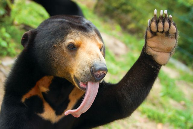 Ничего старшного! Он просто ещё не определился, кем быть: медведем или муравьедом