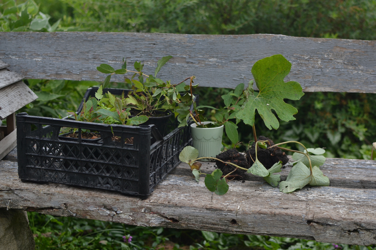 Сангвинария справа от ящика, а в чашке - черенки жимолости.