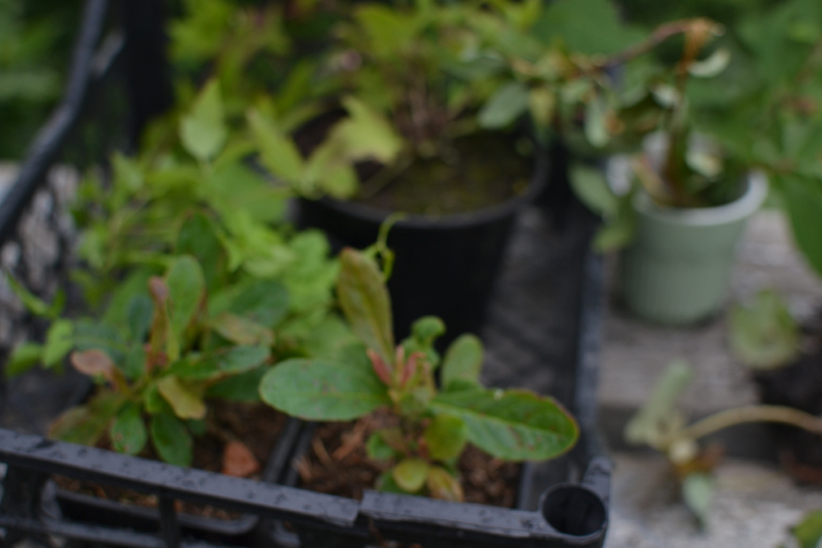 Рододендроны даурские