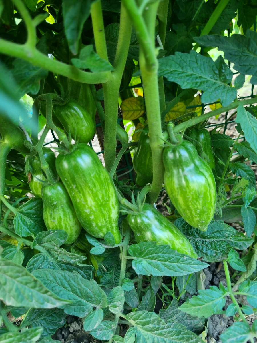 Леди Мадонна гном