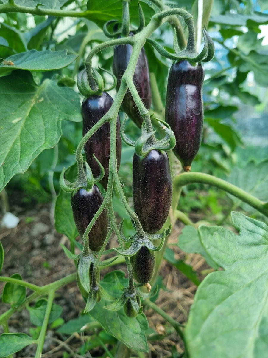 "Черная сливка", правильное название не знаю))