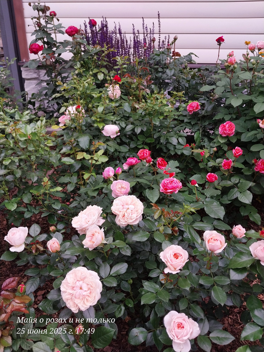 Гарден оф Розес и Мэри Энн