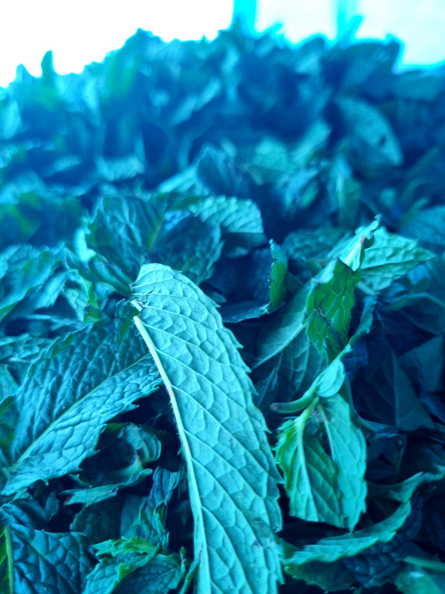 В голубом свете сушилки