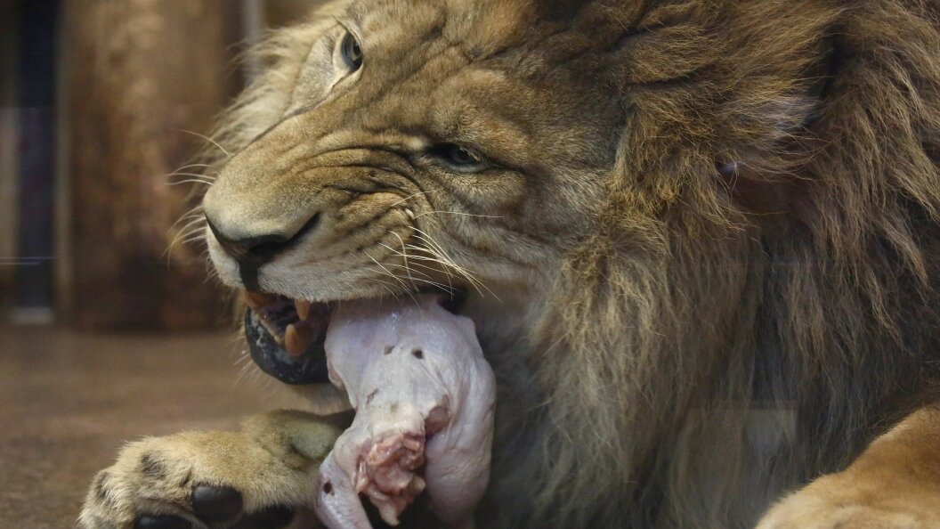    Фото: Photoagency Interpress/Globallookpress