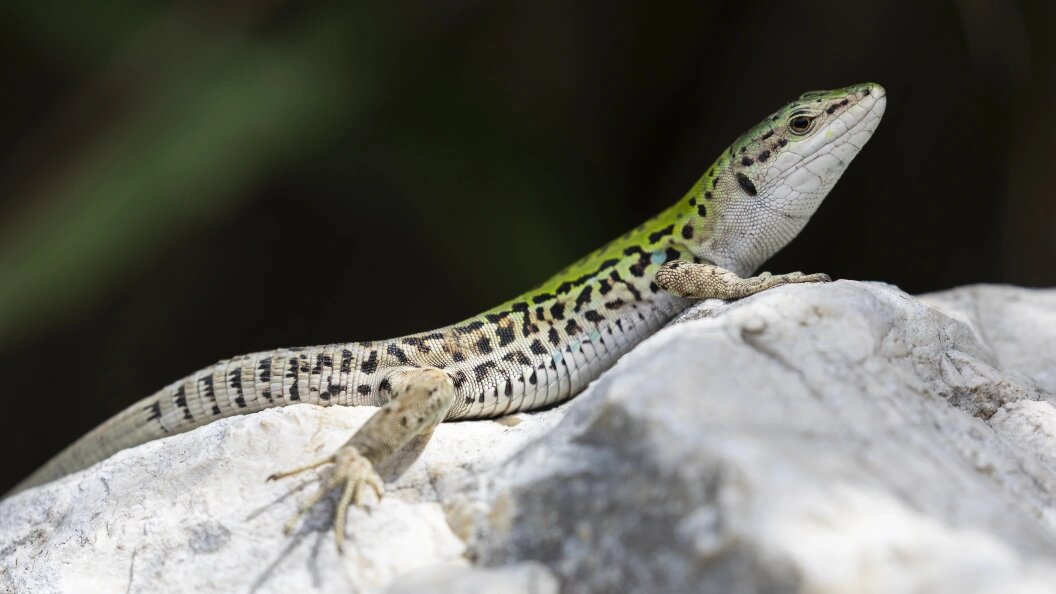    Aleksey Smyshlyaev/Globallookpress