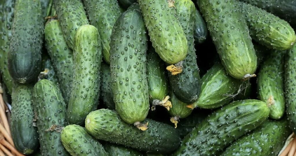 Почему огурцы горчат и как это исправить: 3 проверенных способа