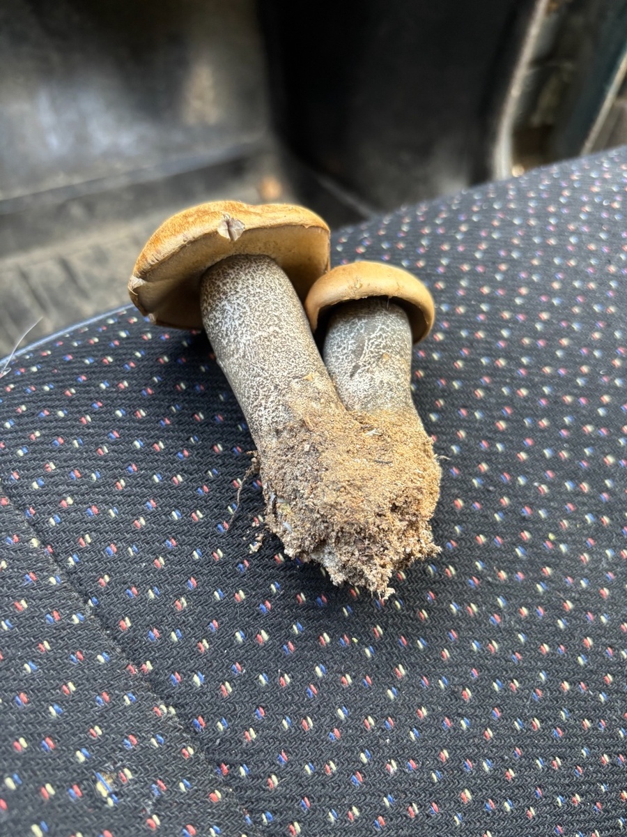 первые осиновики года 2025. а в прошлом была бабалайка.