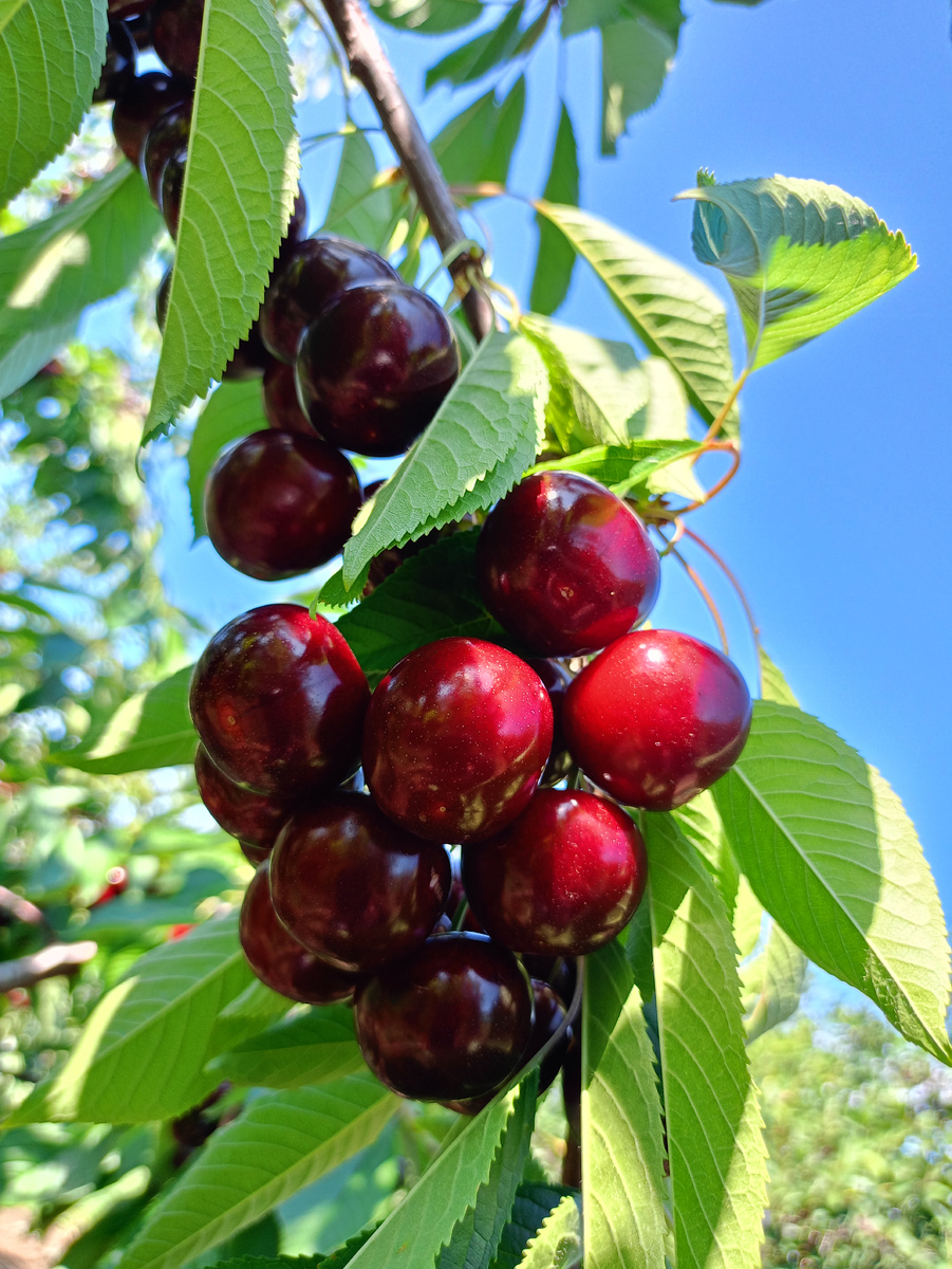 Чудо-вишня в Хвалынском саду 25.06.2025г