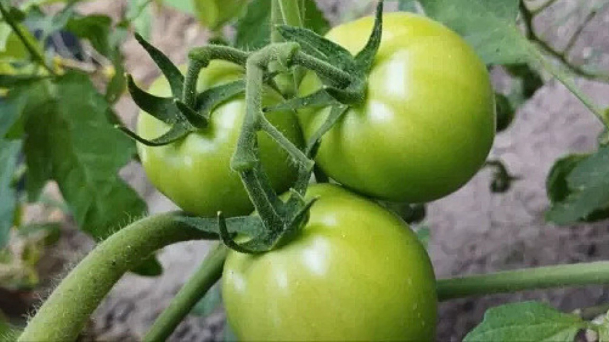 Яндекс картинки