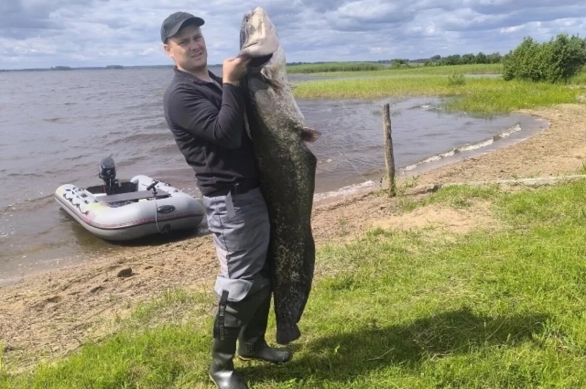    В Тверской области мужчина поймал сома с человеческий рост