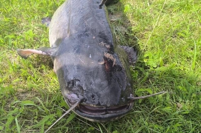    Фото: Из архива/ Сообщество «РЫБОЛОВ ВЫШНИЙ ВОЛОЧЕК» ВКонтакте