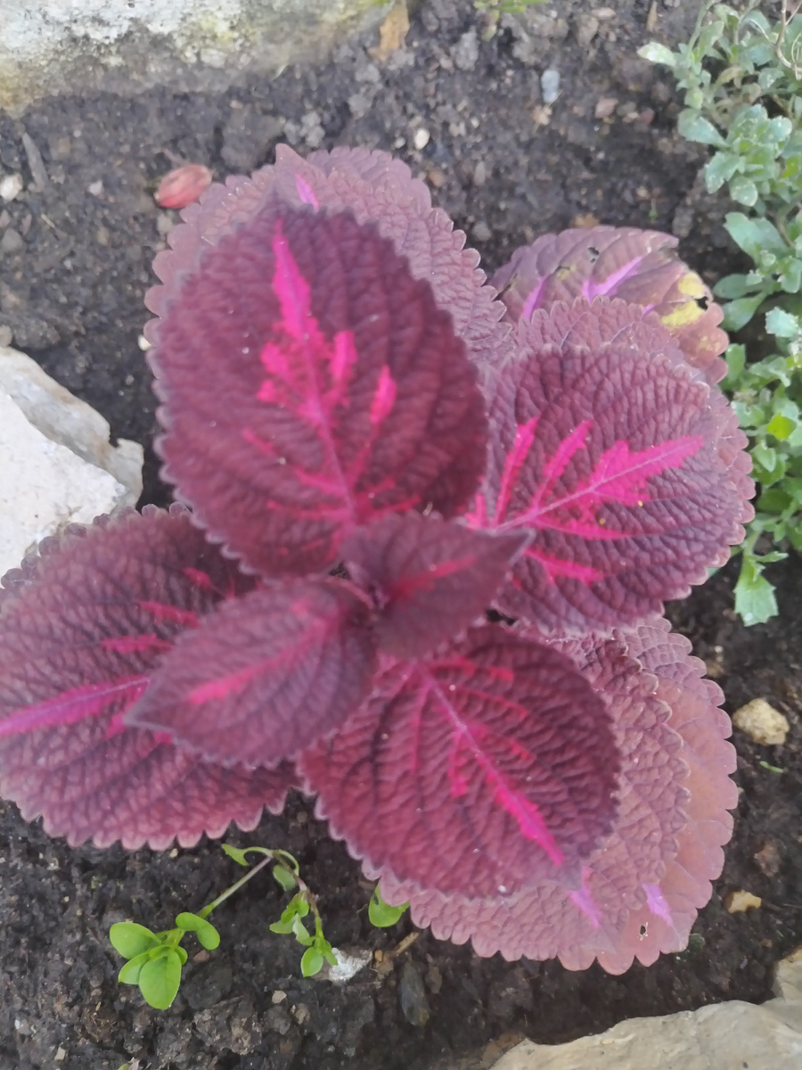 Пишу статью на даче, по этому в фото будут цветочки. Колеус. 