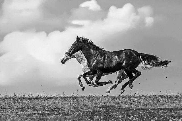 Июль проходит под покровительством энергий Водяной Лошади, что, согласно системе 5 первоэлементов, говорит о проявлении элемента Воды и Огня. Изображение из открытых источников