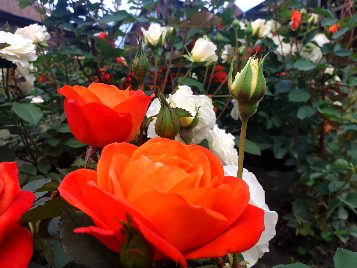 Супер Трупер на переднем плане.