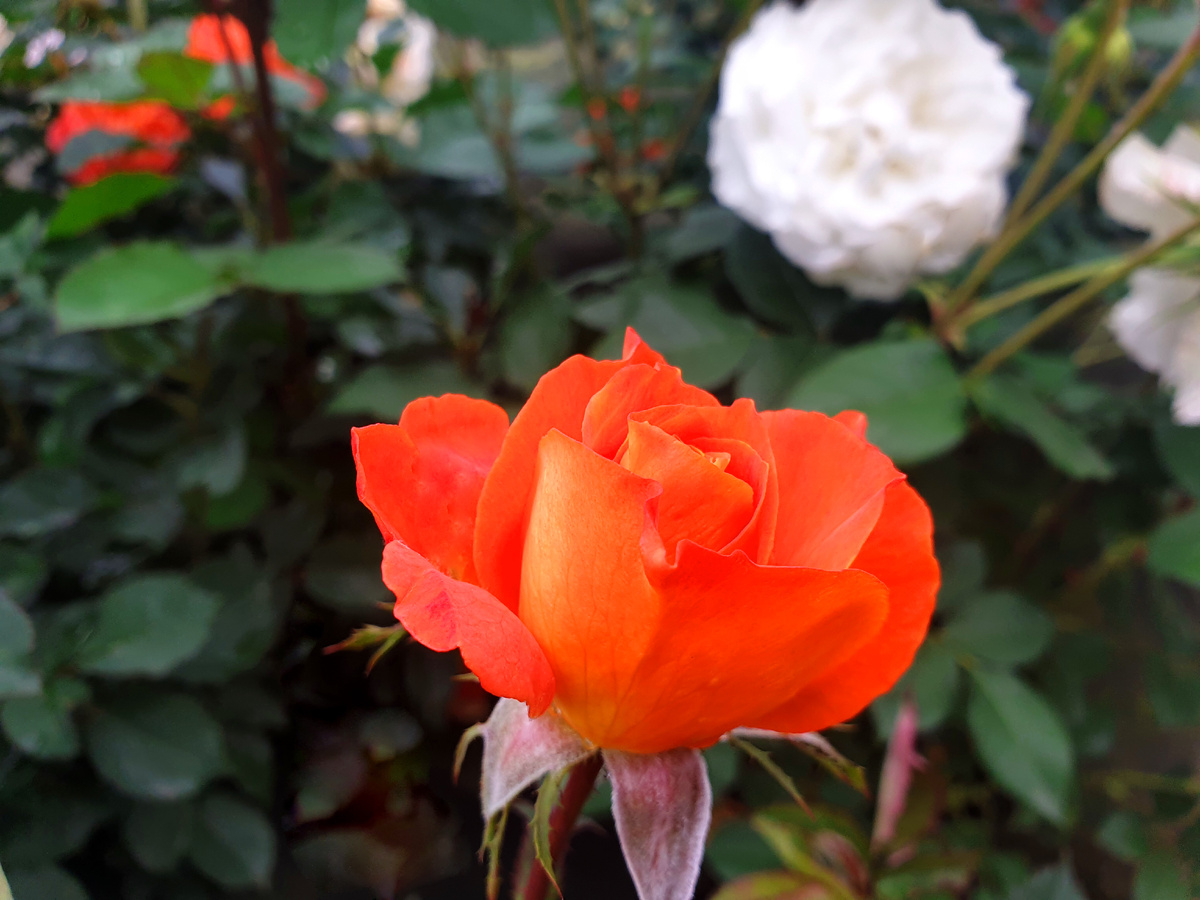 Распускающийся цветок Супер Трупер.