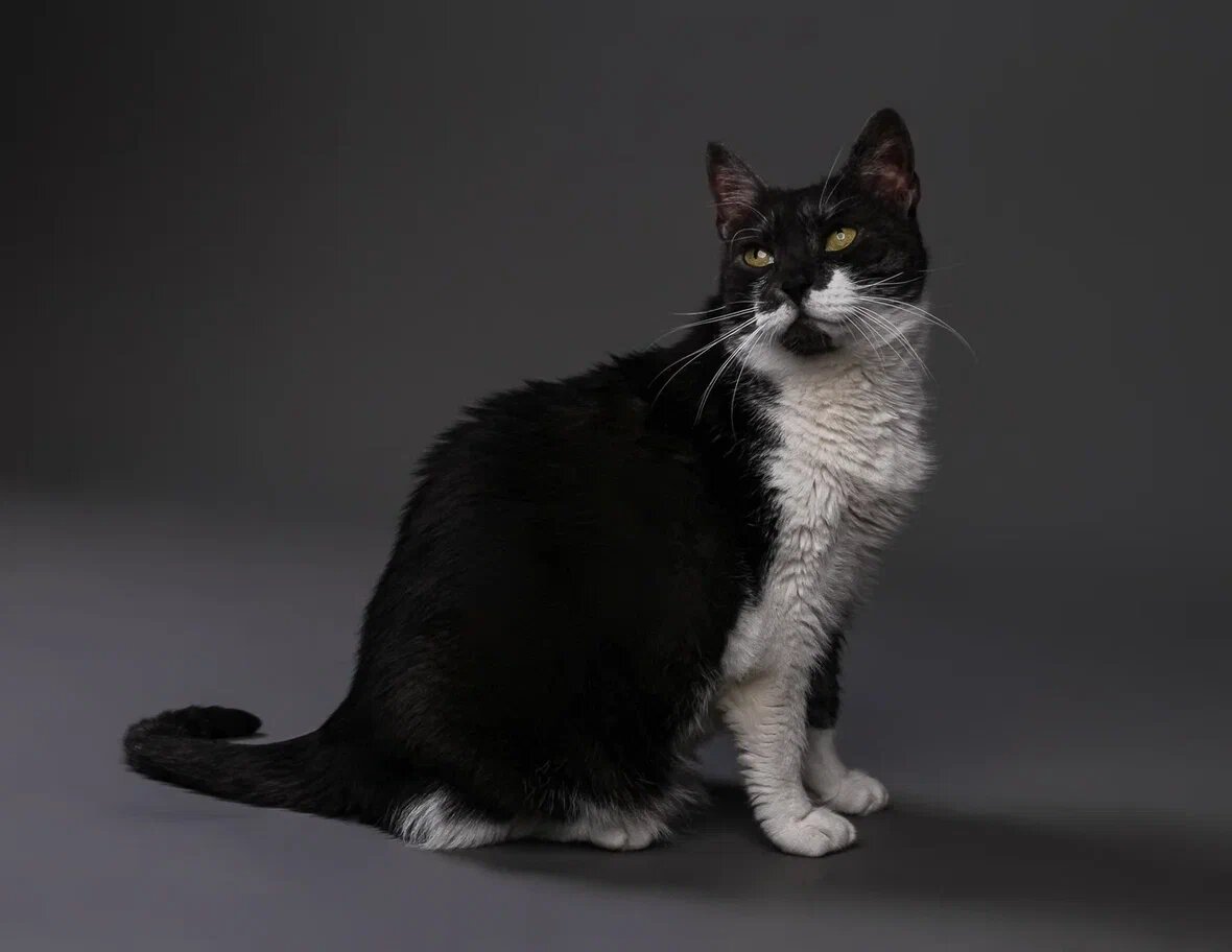 Наша милая кошечка Муся ждёт встречи с той самой хозяйкой, которая станет для неё не просто домом, а настоящей семьёй. 