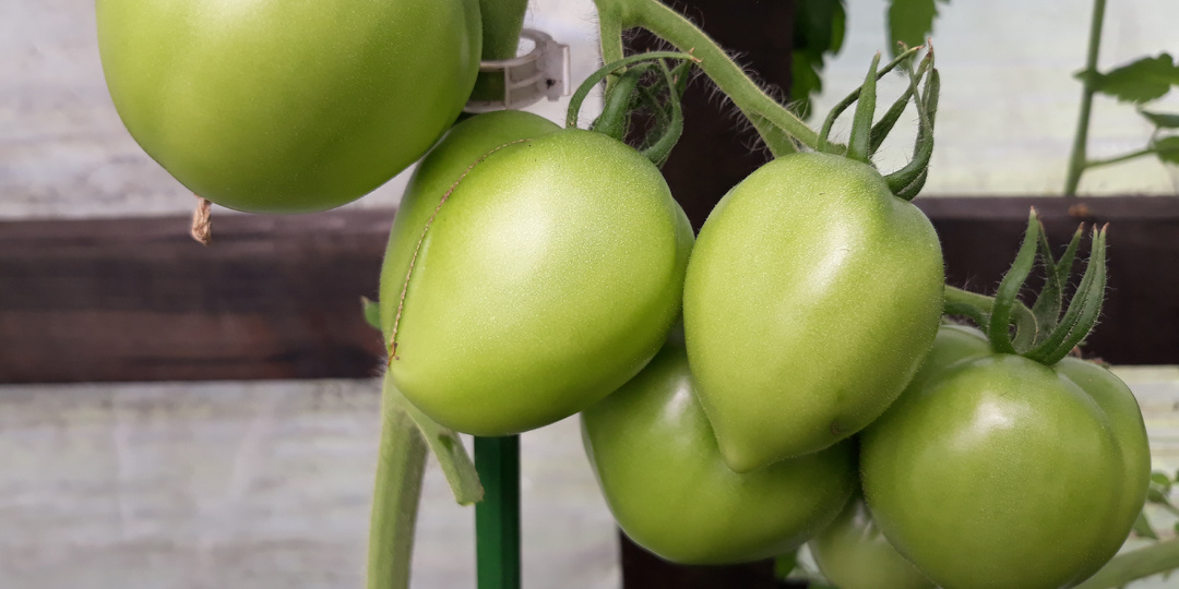 Не листья, а плоды: как правильно формировать томаты, чтобы урожай пошёл в ведро, а не в ботву