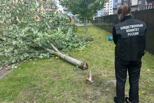   Фото: телеграм-канал регионального СУ СК