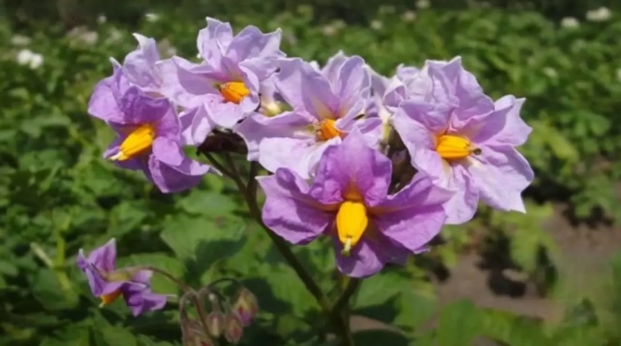 Цветет картофель: финальная стадия роста. Как ухаживать за растениями, чтобы клубни были крупными, а кусты урожайными