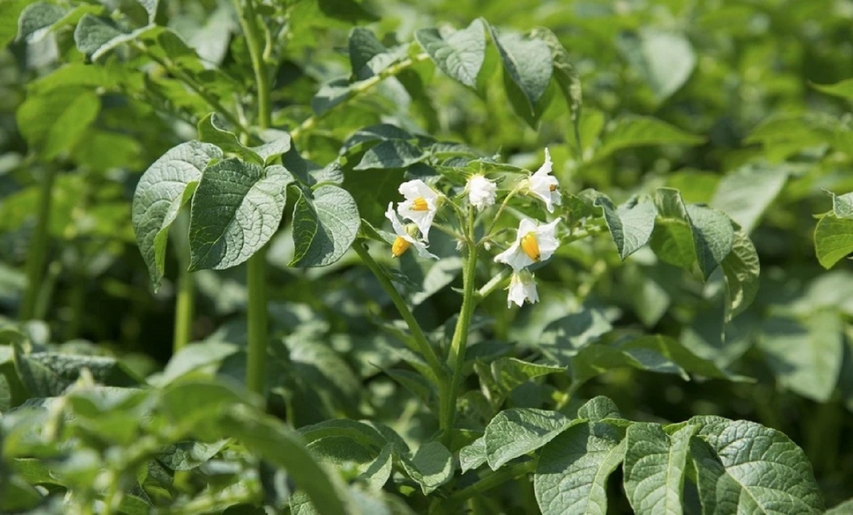 Уход за картофелем во время цветения: советы для хорошего урожая