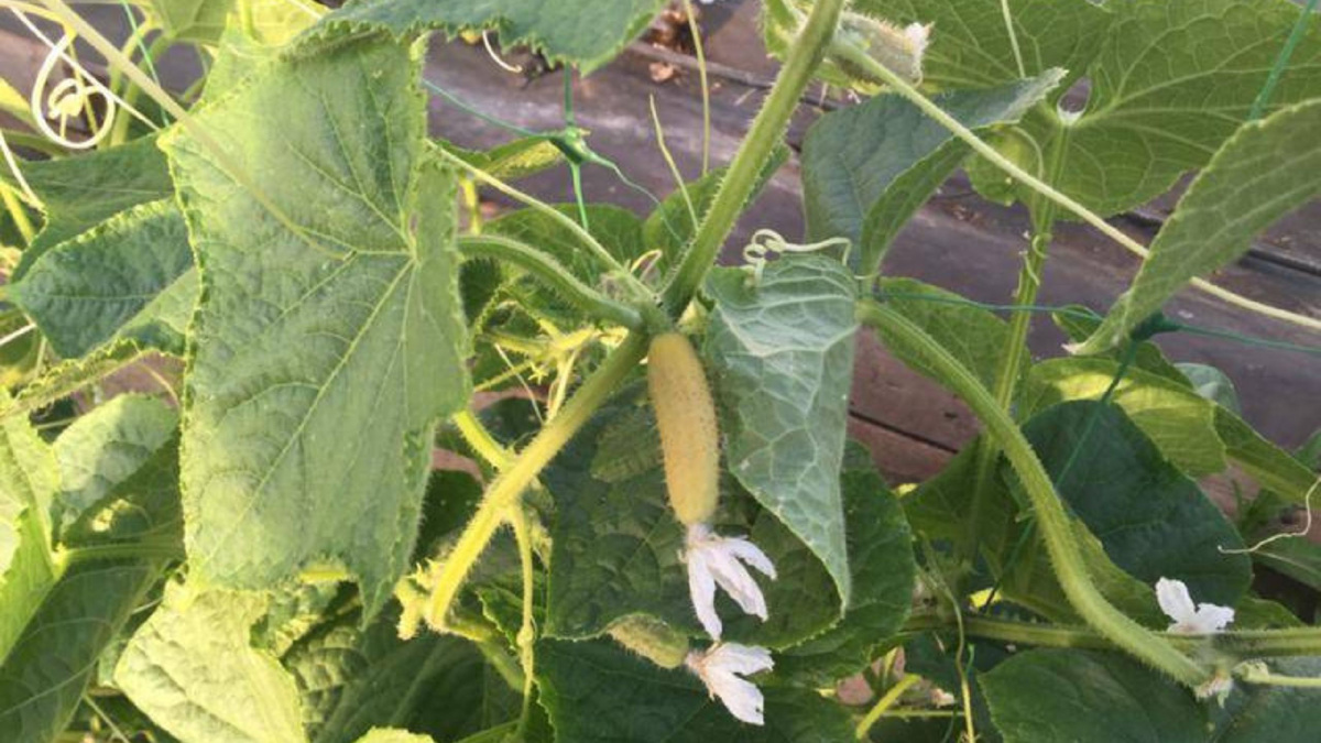 Яндекс картинки