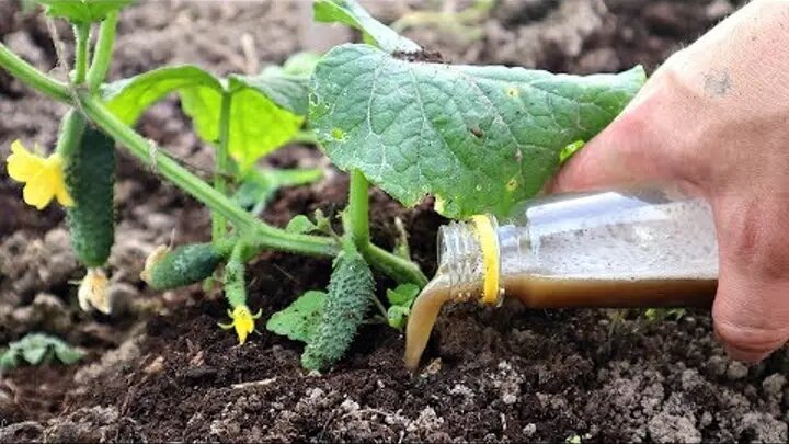 Яндекс картинки