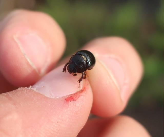 В Тверской области обнаружили жука, не оправдавшего свое название