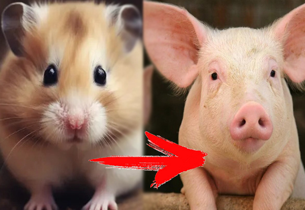 Смена образа мужчины в глазах неподходящей для отношений женщины