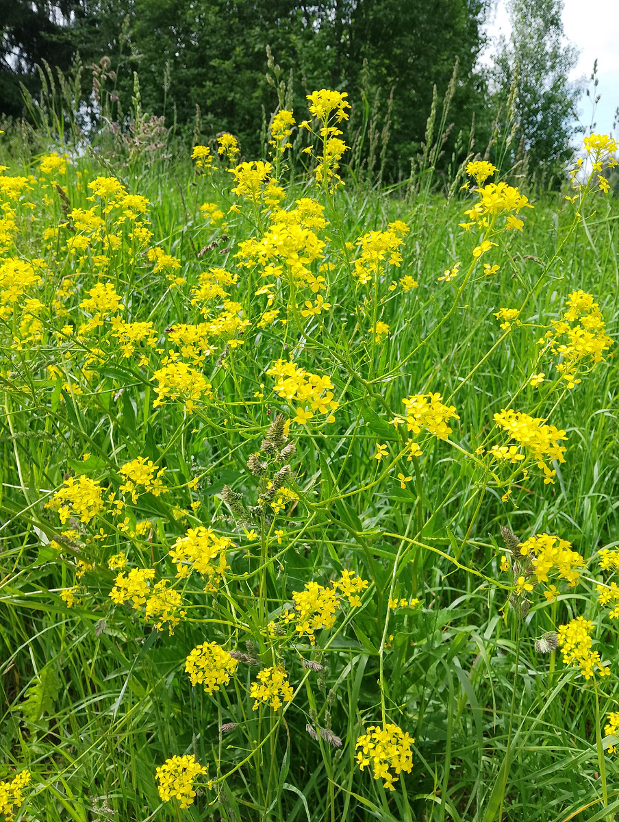Какие эмоции у вас вызывает летняя зелень? Фото автора
