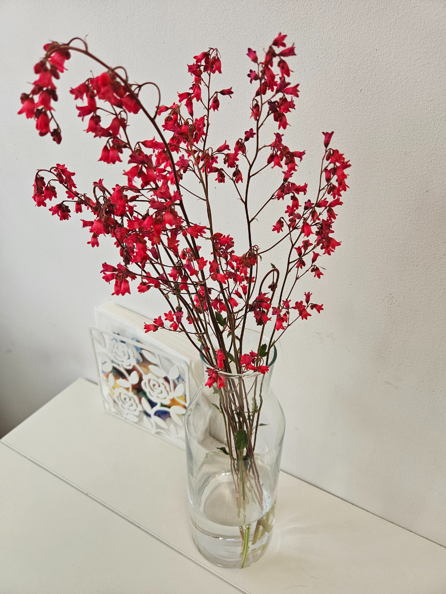 Изящество гейхеры