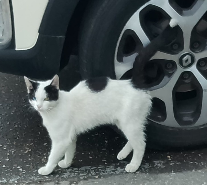 А хвост смотрите какой, с белой кисточкой