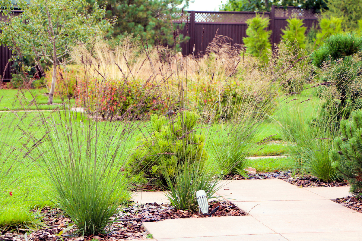 Молиния голубая ф. Эдит Дудзус