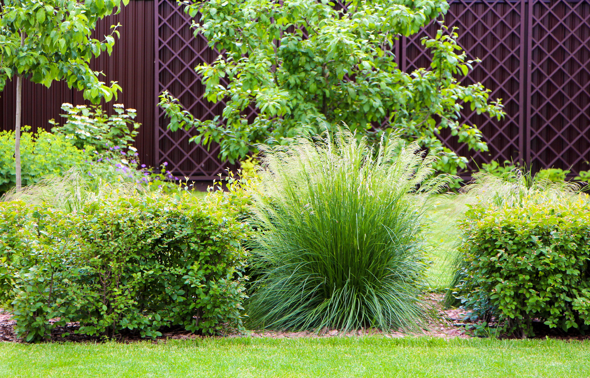 Щучка дернистая в композиции со стриженным кизильником