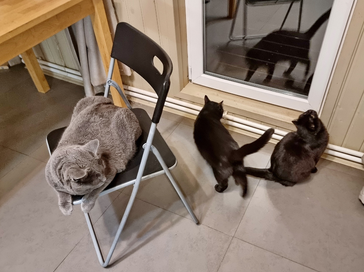 Три кота у дверей. Фото автора статьи.