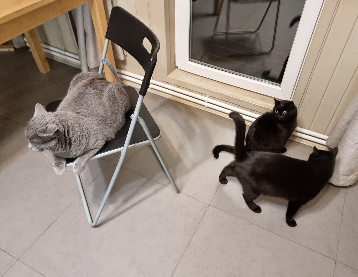 Наши котики хотят гулять. Фото автора статьи.