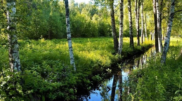 Ручей в рроще