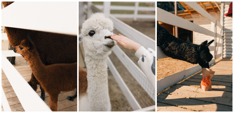 Ферма Альпак