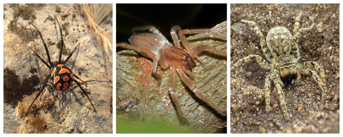 1 - каракурт. 2 - хеиракантиум. 3 - южнорусский тарантул. Фотографии взяты из открытых источников