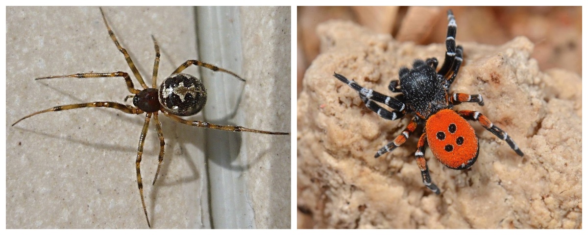Слева стеатода. Справа черный эрезус. Фотографии взяты из открытых источников