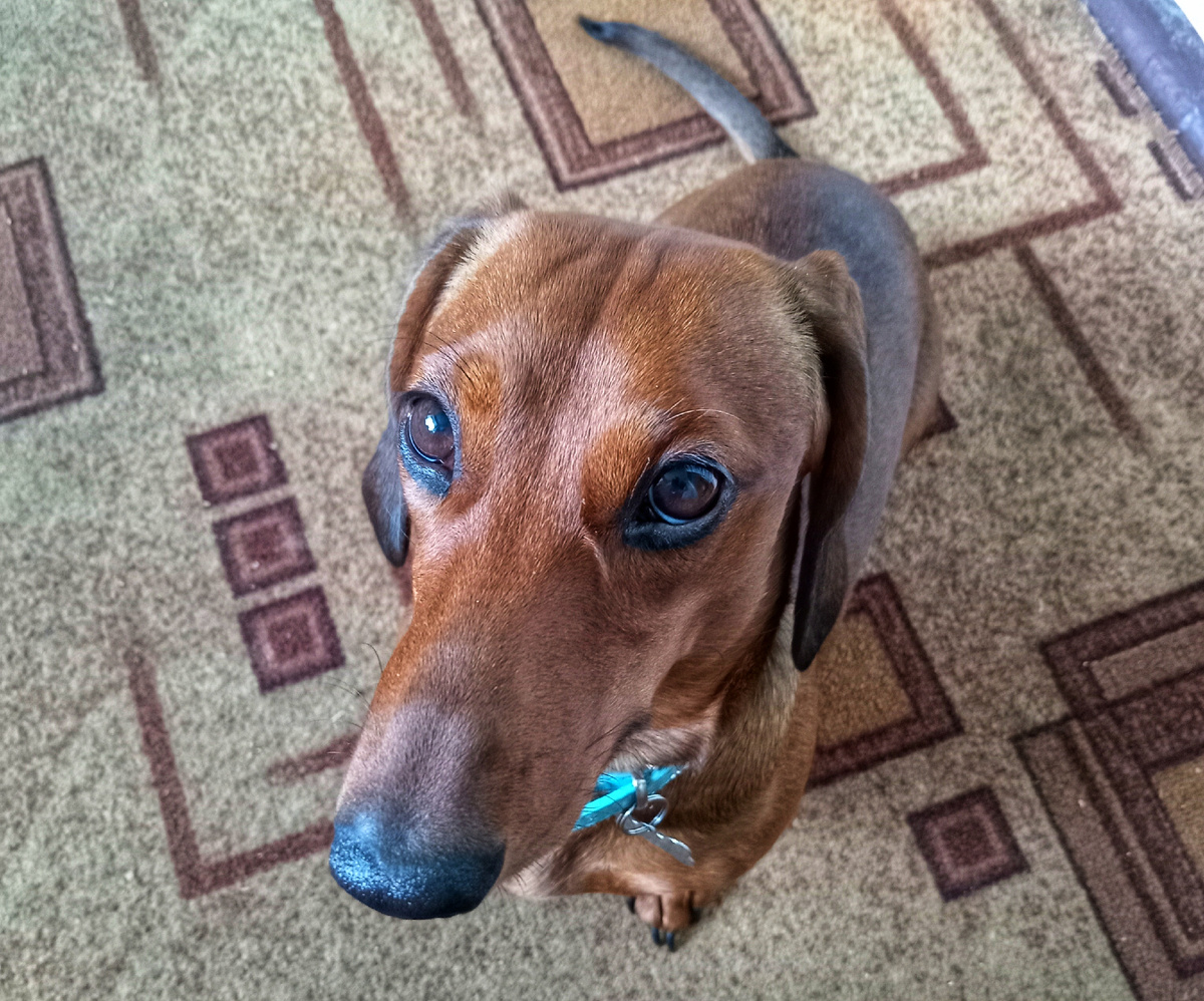 Разве можно противостоять таким голодным глазам? 