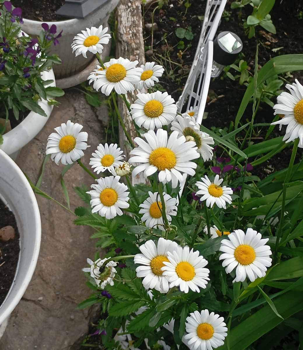 Красота  ромашек.