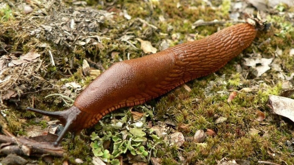 Слизни на огороде. Фото: pixabay.com
