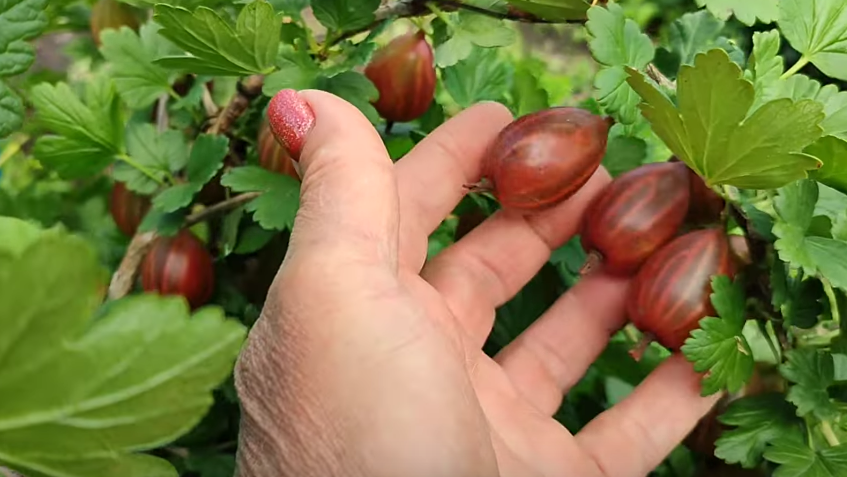 Мой урожай после применения метода агронома - 7 кг с одного куста