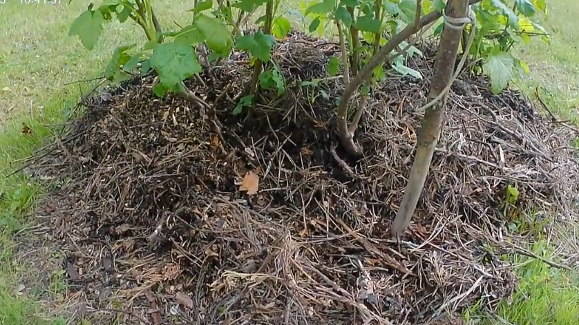 Правильное мульчирование - основа ленивого метода