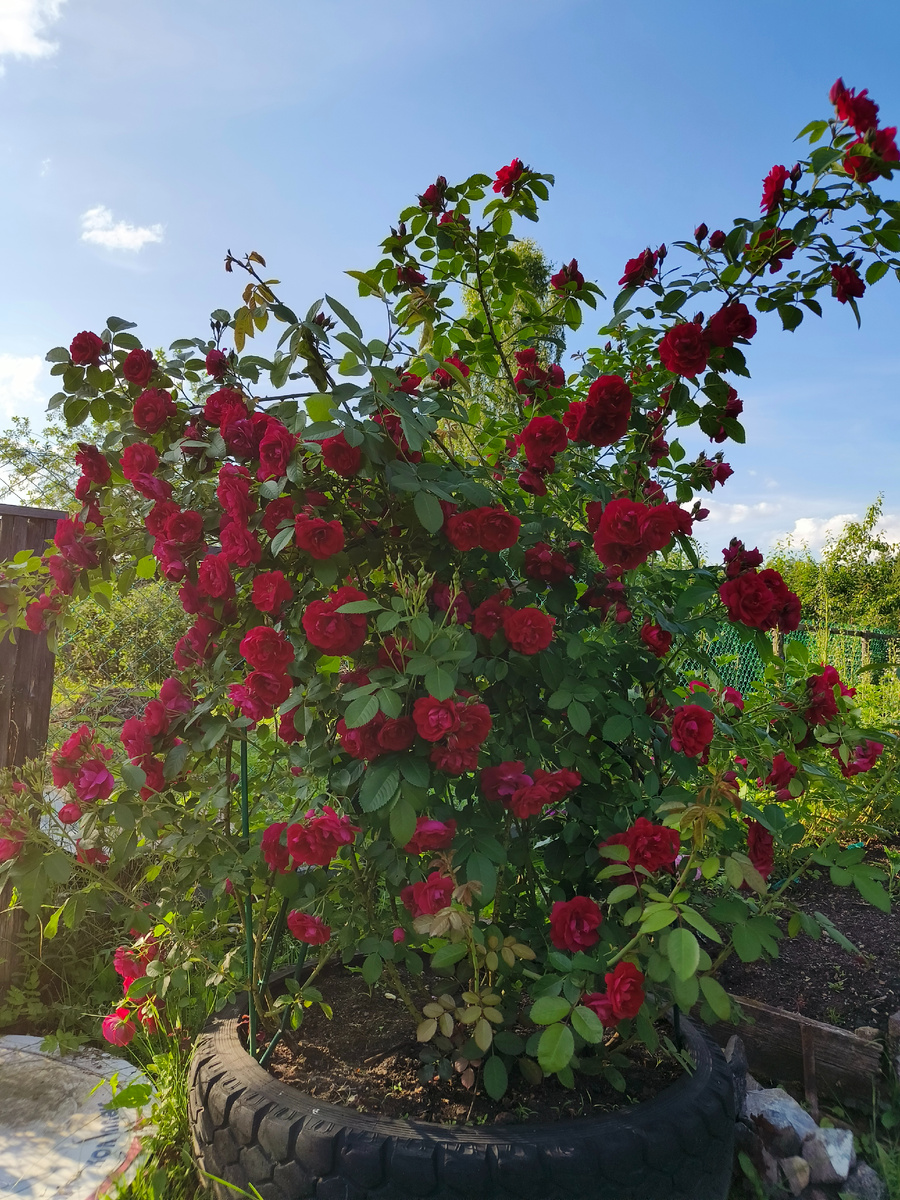 Плетистая, Фламентанц