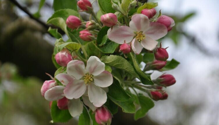    Когда на Марсе будут цвести яблони? Фото: Monika Thoms on Unsplash