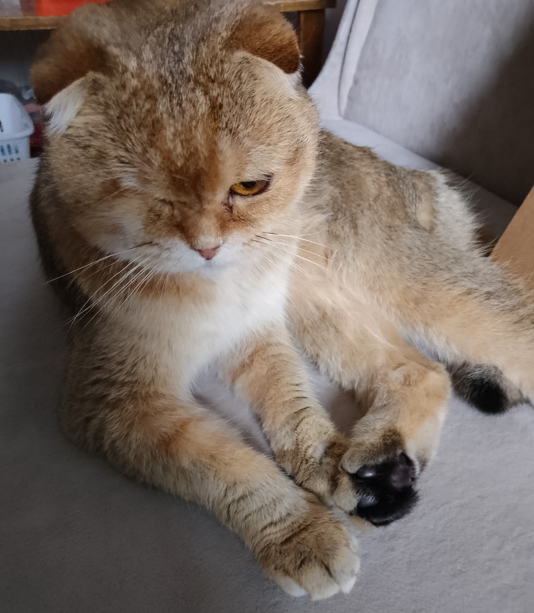 Короны на голове не хватает