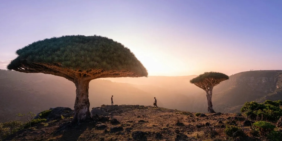 Остров Сокотра (Йемен) – «затерянный мир» с инопланетными пейзажами