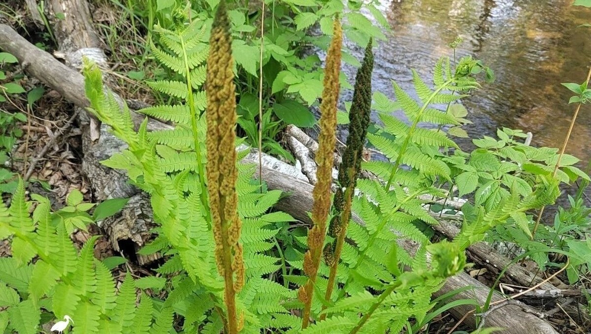     Источник: Пресс-служба ФГБУ «Заповедное Приамурье»